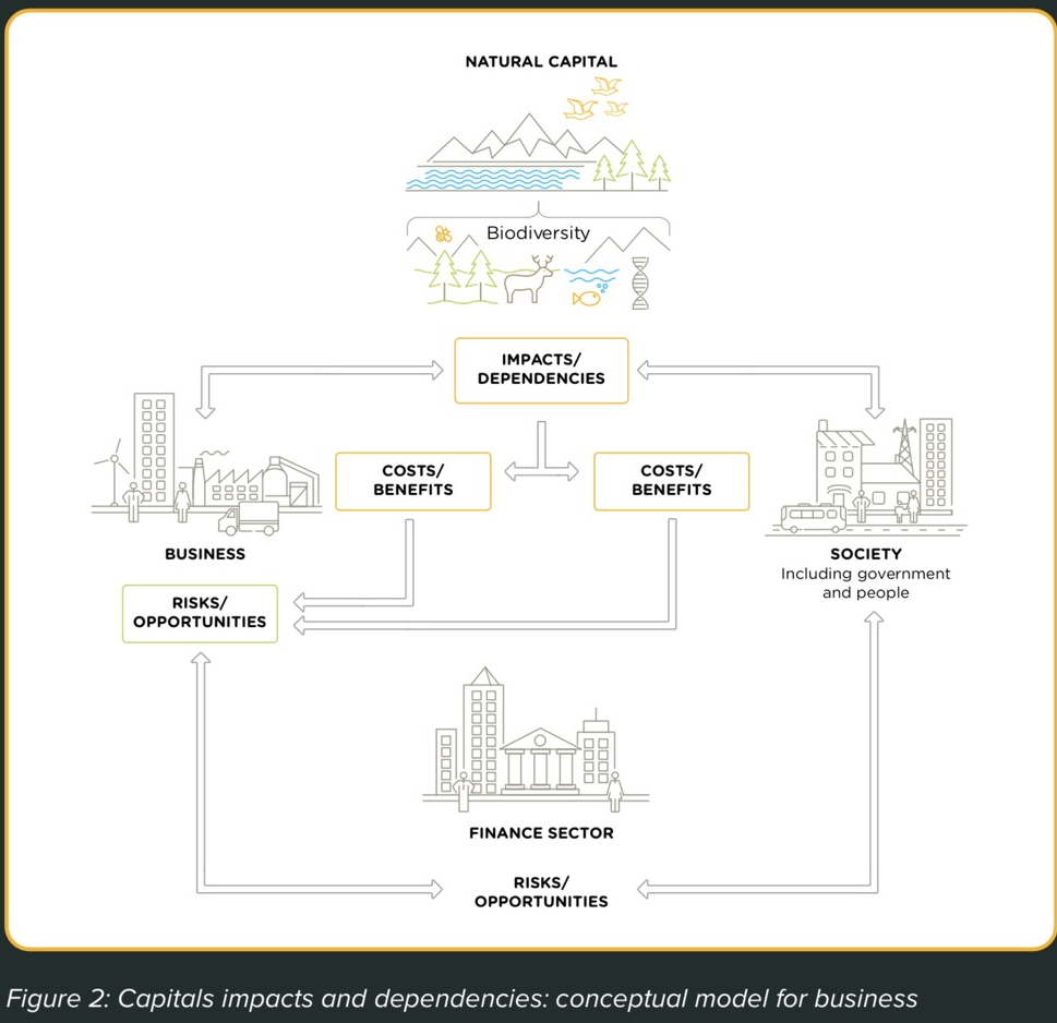 Figure 2: Capitals impacts and dependencies: conceptual model for business